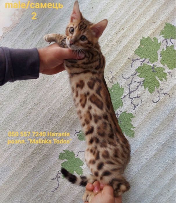 Бенгальський котик з документами клубу