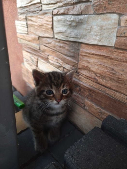 Mały kotek gotowy do adopcji