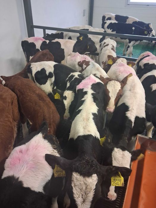 byczki  cielęta na mleko hf mm lm