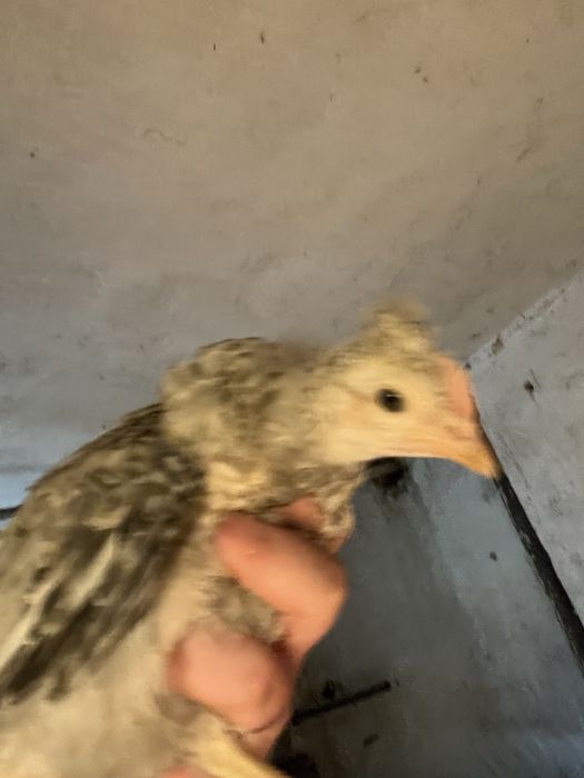 Sprzedam kogutki marans/legbar cream