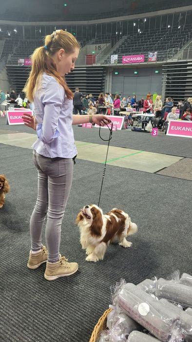 Cavalier king spaniel