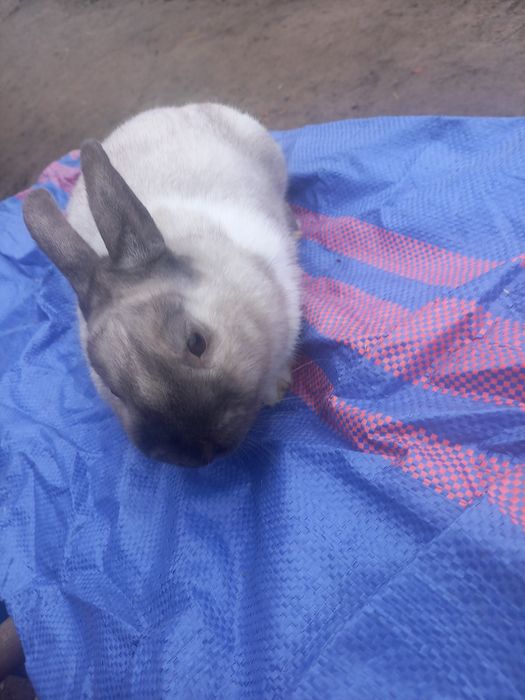 Króliki po miniaturze. Średnie