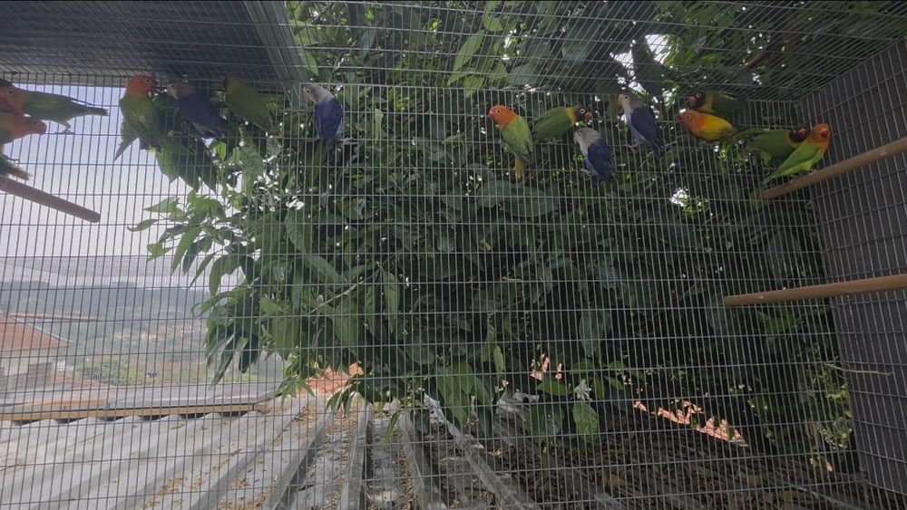 Agapornis fischeri e personatas