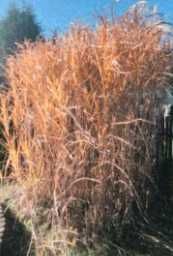 Naturalna suszona trawa dekoracyjna– dekoracja boho / rustykalna