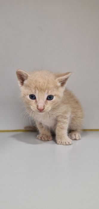 Gatinhos bebés para adoção
