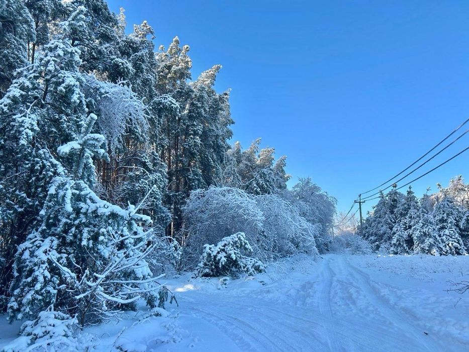 Земельна ділянка! Соснівка! Заліснена