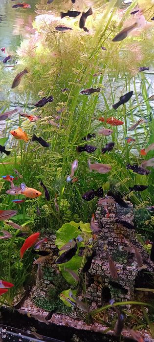 Gupik molinezja ryba