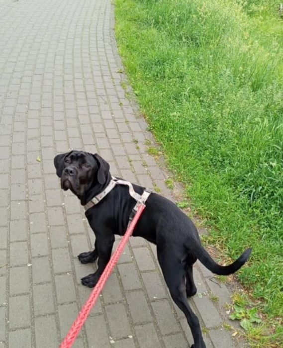 Cane Corso 22.12.2025 suka