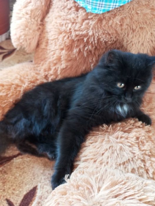 Кошенятко шукає люблячу сім'ю!!!