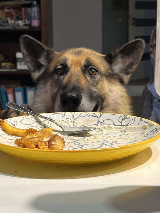 Bolek szuka pilnie domu