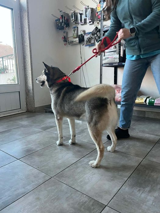 Lobito para adoção
