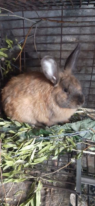 Самцы кроль Кроли кролики