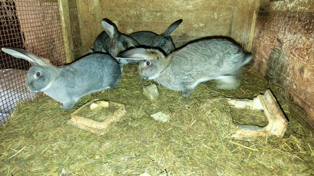 Króliki do chowu i uboju.