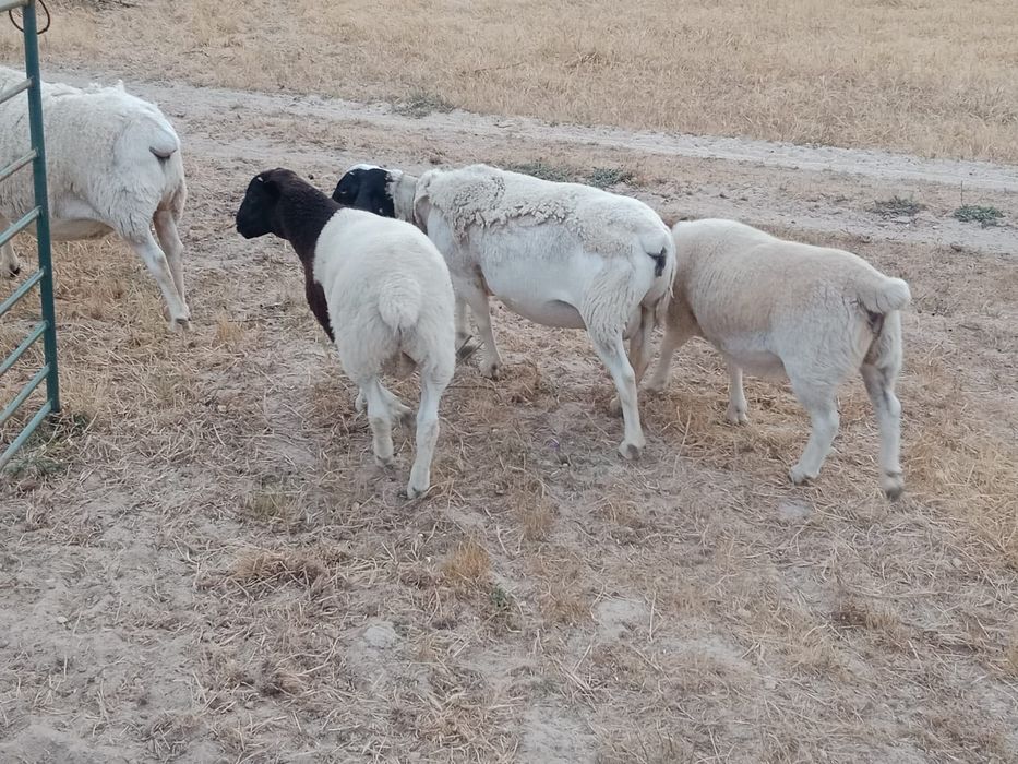 borrego macho cruzado Dorper
