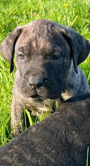 Szczenię Amstaff