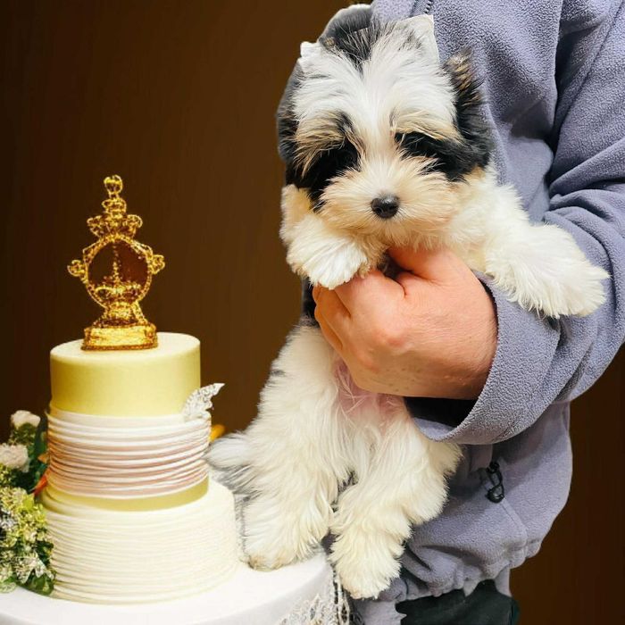 York Biewer - przepiękny Luxusowy malutki piesek. Do odbioru.