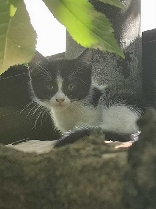 Котята ищут дом.