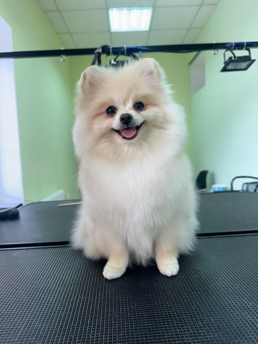 Грумінг собак,Кропивницький