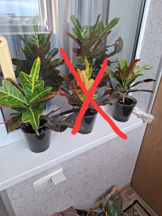 Кротон продам вазон домашній.