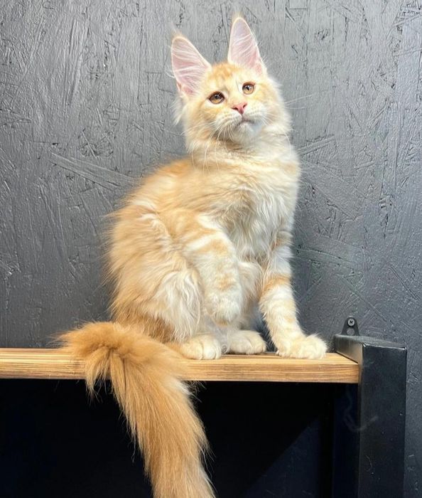 Тігрята кошенята Мейнкун