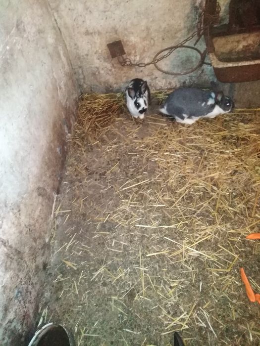 Sprzedam króliki mieszańce