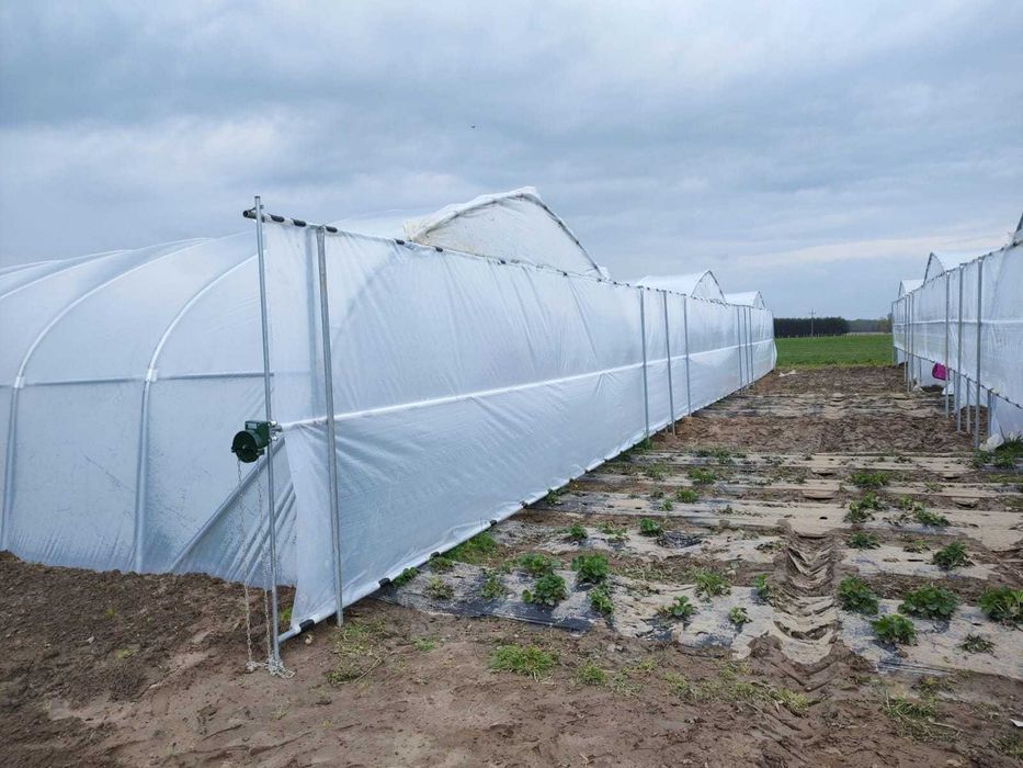 tunel foliowy  tunele foliowe  konstrukcja tunelu 7 x 30 x3,10