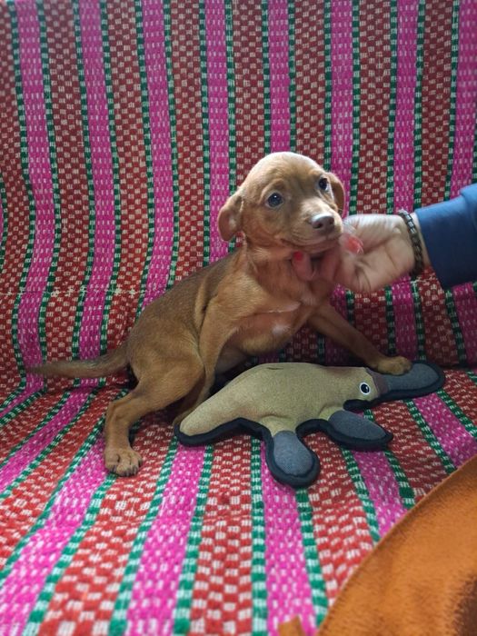 Julio - 4 meses, porte pequeno (5/6kg)