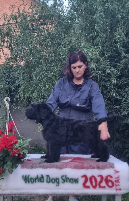 Цуценята від Чемпіонів Світу  та Европи