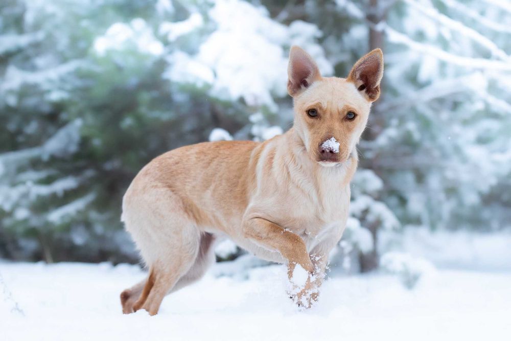 Azuki - piękna, delikatna suczka potrzebuje swojego człowieka