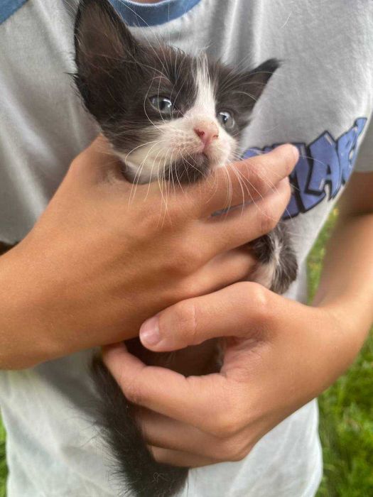 Кошенята Конотоп