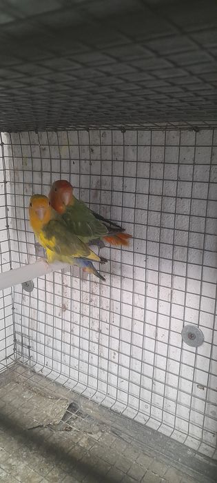 Casais de agapórnis