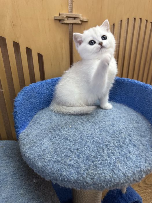 Сріблясті кошенята