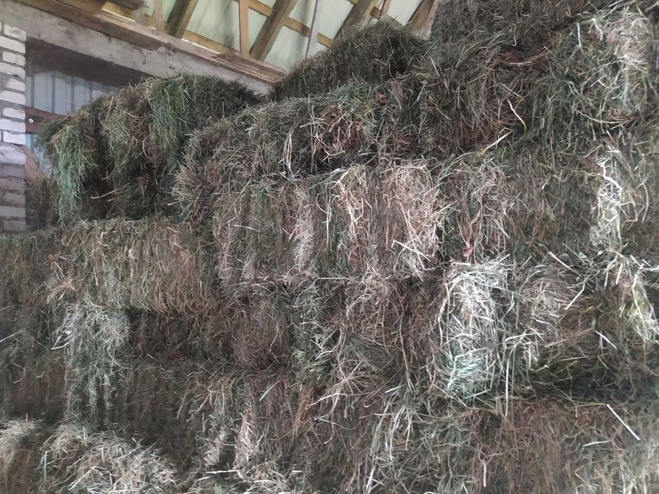 Siano w kostkach 100 szt