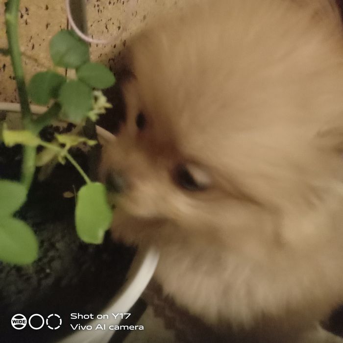 Хлопчик Померанський шпіц