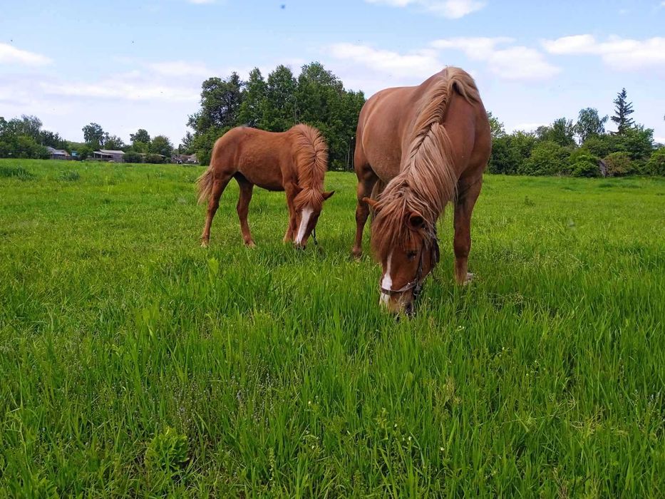 Продам молодого коня