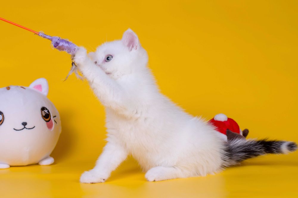 Плюшевий Шотландський хлопчик Франклін