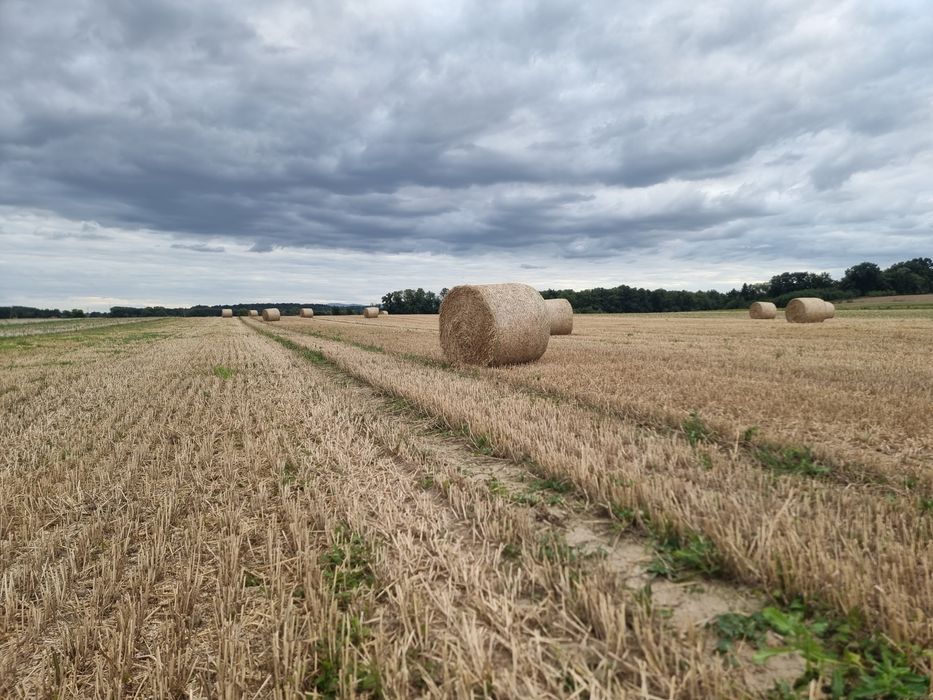 Bele słomy o średnicy 120cm