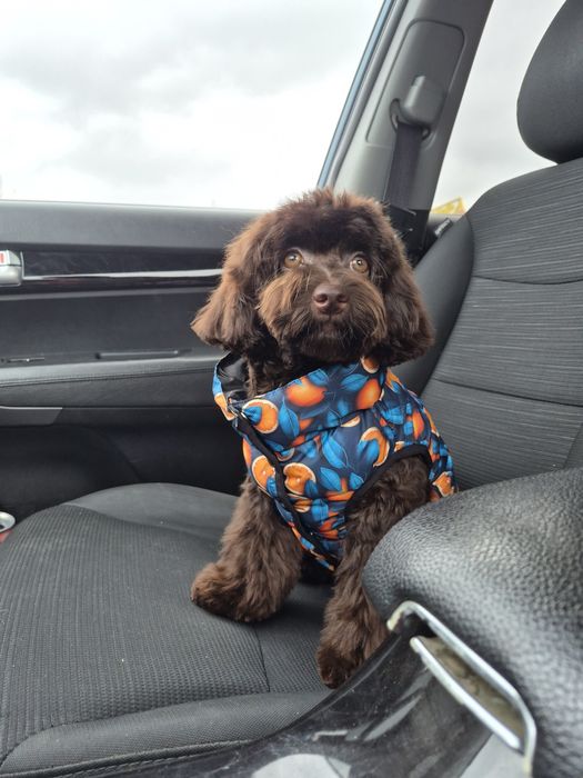 Мальтипу. Девочка