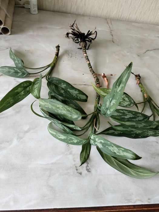 Отдам даром отростки