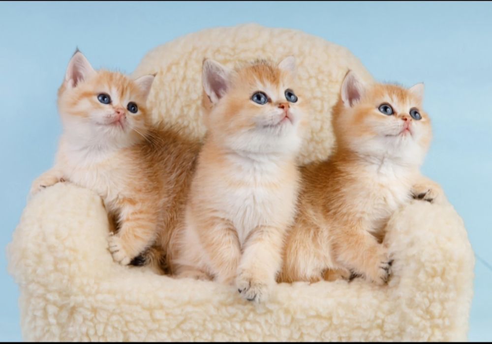 Золотая шиншилла котята
