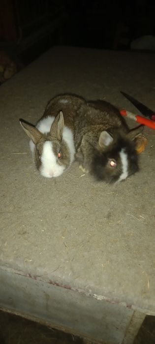 .miniaturki lewki sprzedam