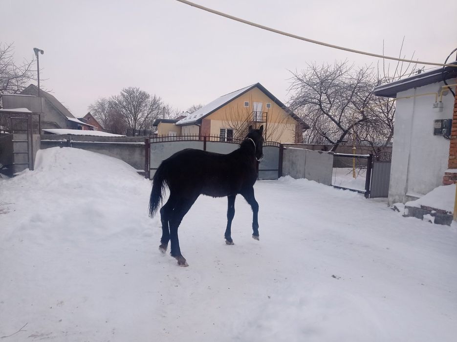 Продам молодого жеребця