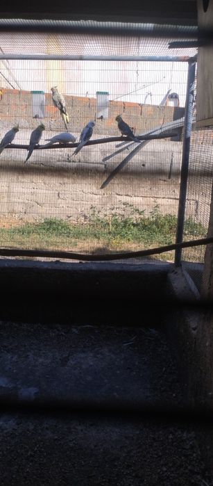 Caturras várias cores