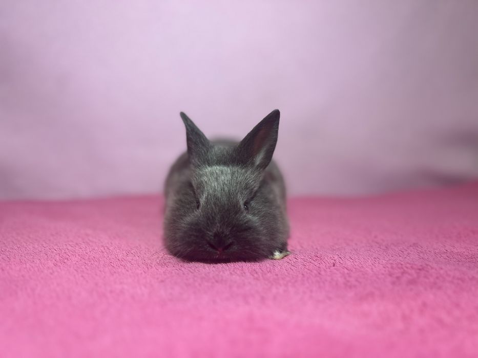 Króliczki miniaturowe - lewki, długowłose