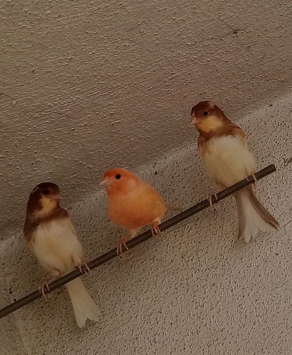 Vendo  canários belgas