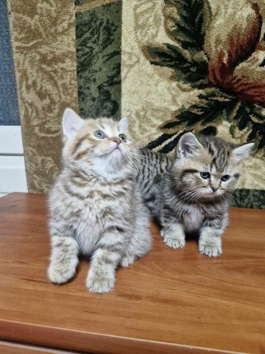 Продам кошеня шотландської породи