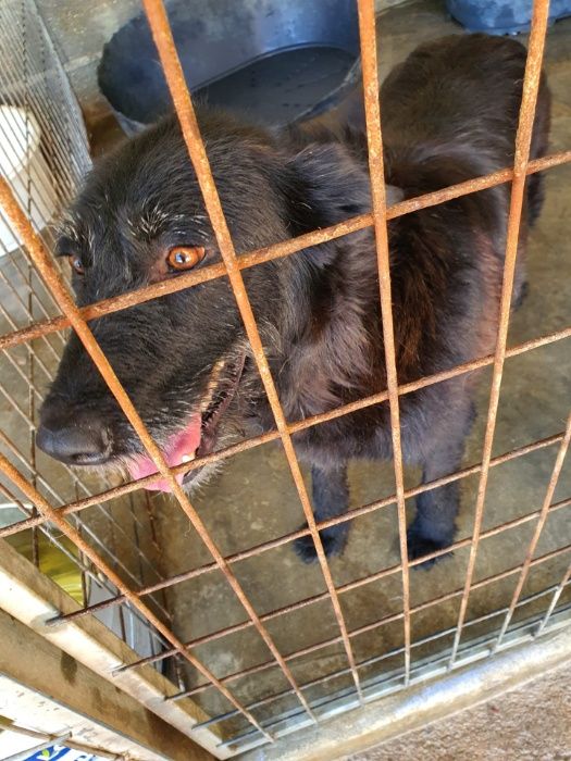 Cadela Porte Médio Para Adoção (Lollipop)