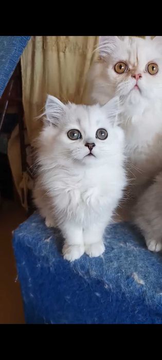 Серебристые котята хайленд серый дымчатый пепельный