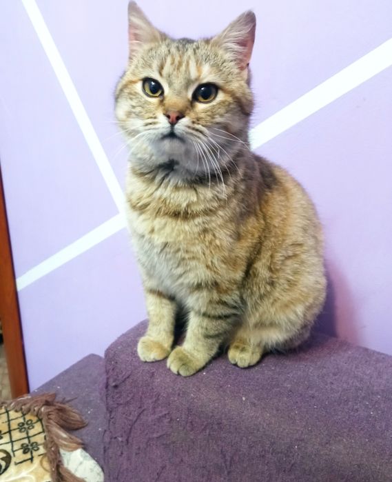 Даша проситься в сім'ю