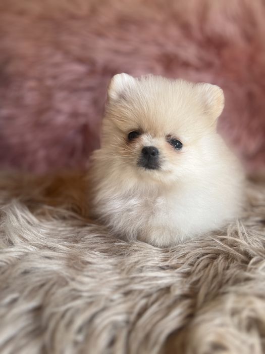 Szpic minaturowy pomeranian suczka